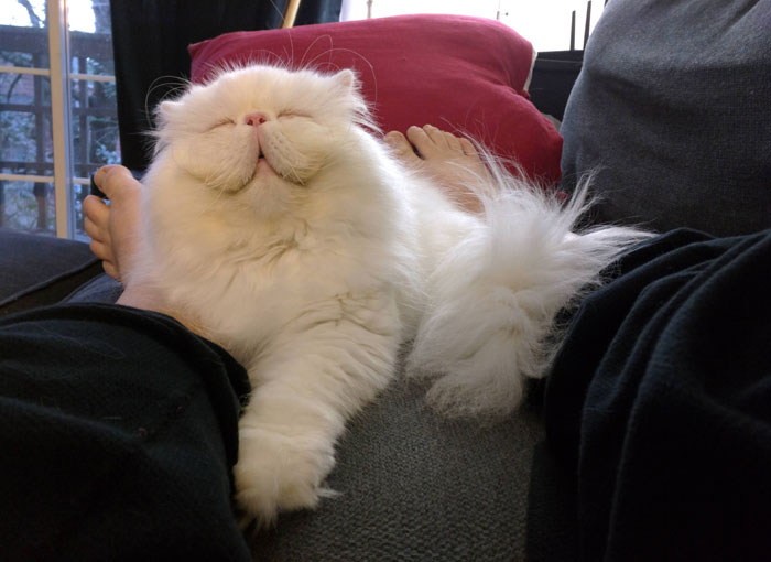 16 De los gatos más sonrientes de internet