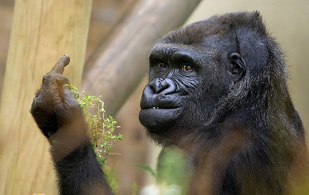 gorila-haciendo-peineta-bob-pitchford-zoo-bristol (2)