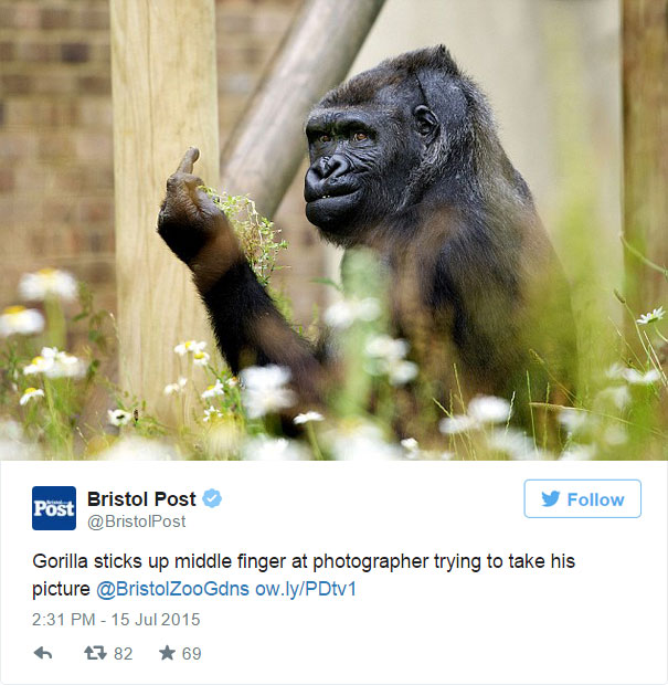 gorila-haciendo-peineta-bob-pitchford-zoo-bristol (3)