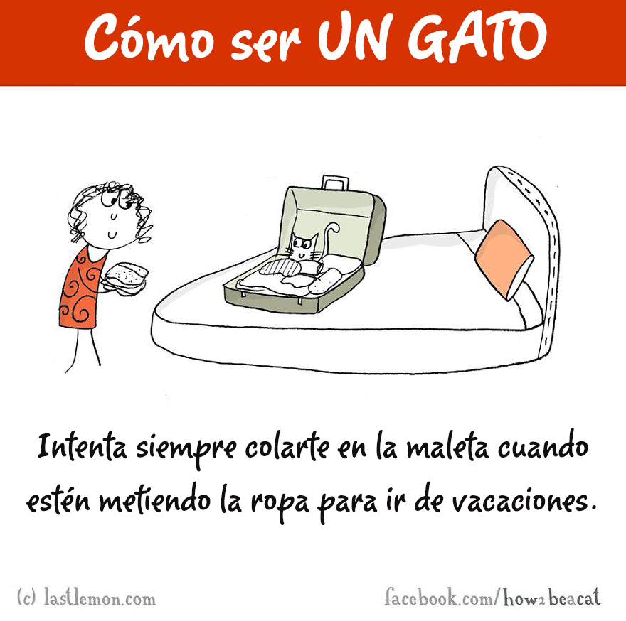 guia-ilustrada-como-ser-un-gato-last-lemon-11