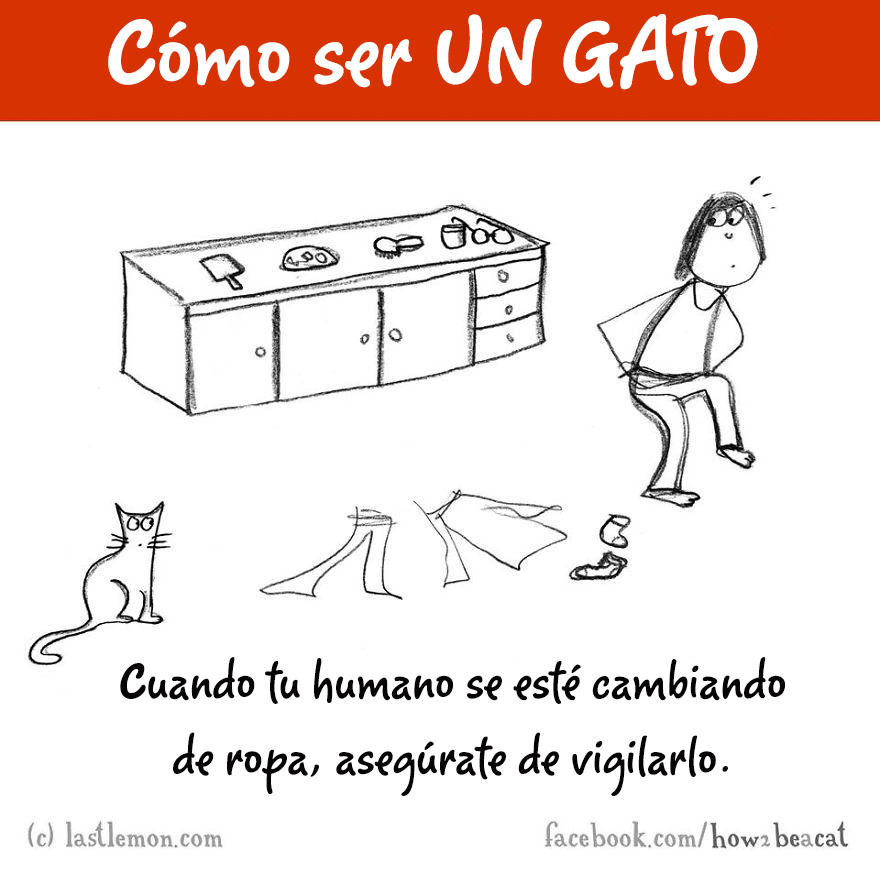 guia-ilustrada-como-ser-un-gato-last-lemon-12