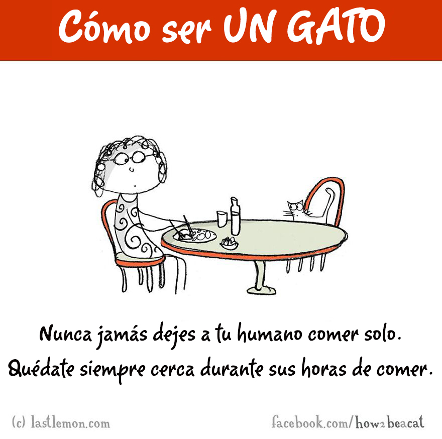 guia-ilustrada-como-ser-un-gato-last-lemon-13