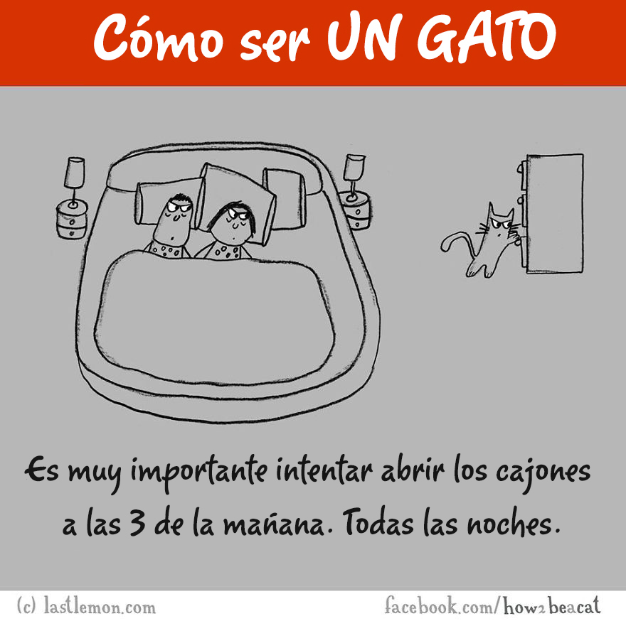 guia-ilustrada-como-ser-un-gato-last-lemon-4