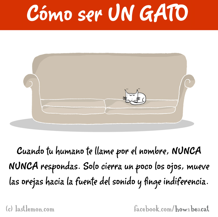 guia-ilustrada-como-ser-un-gato-last-lemon-6