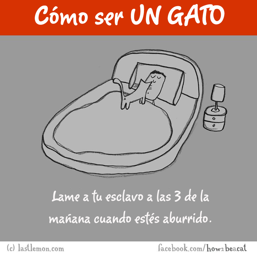 guia-ilustrada-como-ser-un-gato-last-lemon-7