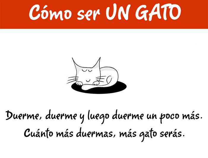 Guía sobre cómo ser un gato para torpes