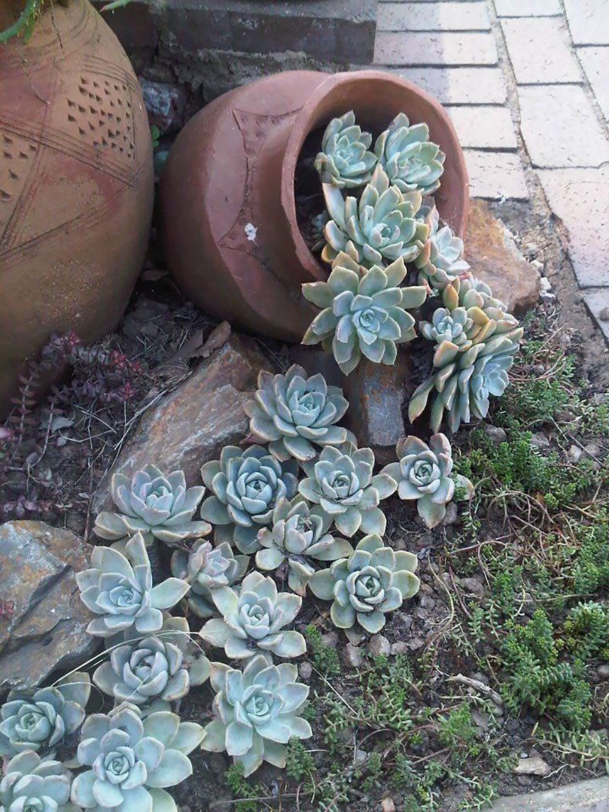 ideas-jardineria-flores-derramadas (11)