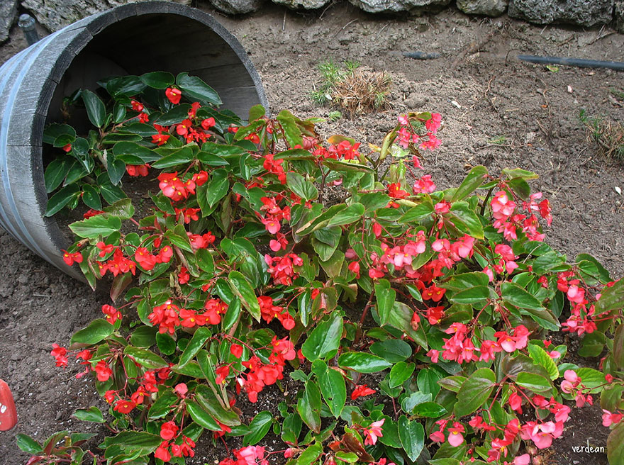 ideas-jardineria-flores-derramadas (8)