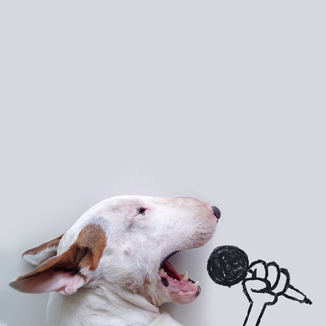 ilustraciones-interactivas-perro-jimmy-choo-rafael-mantesso (1)