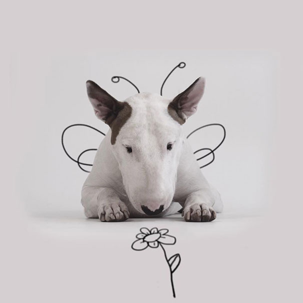 ilustraciones-interactivas-perro-jimmy-choo-rafael-mantesso (18)