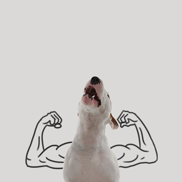 ilustraciones-interactivas-perro-jimmy-choo-rafael-mantesso (5)