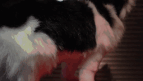 joya-tapa-culo-gato-twinkle-tush (1)