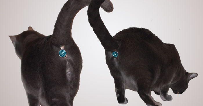 joya-tapa-culo-gato-twinkle-tush (1)