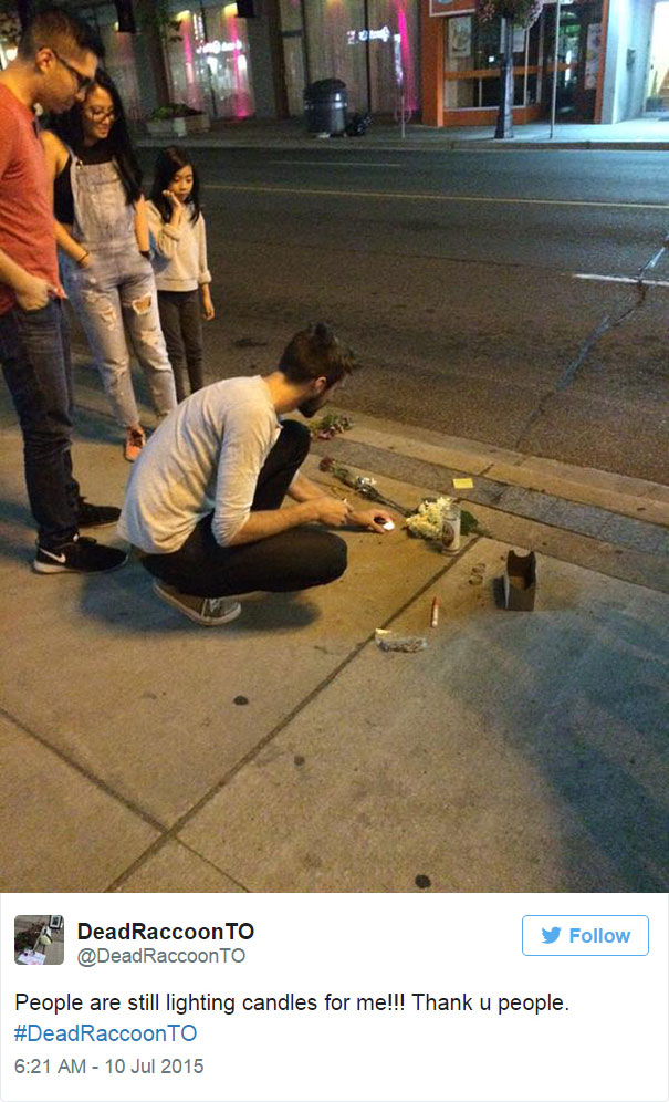 mapache-muerto-homenaje-luto-deadraccoonto (12)