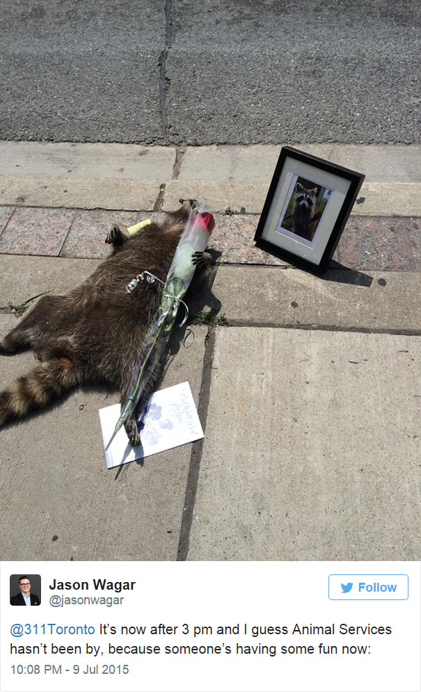 mapache-muerto-homenaje-luto-deadraccoonto (2)