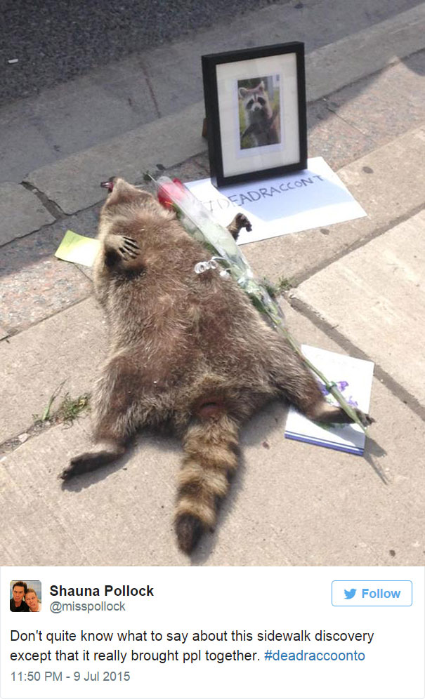 mapache-muerto-homenaje-luto-deadraccoonto (4)