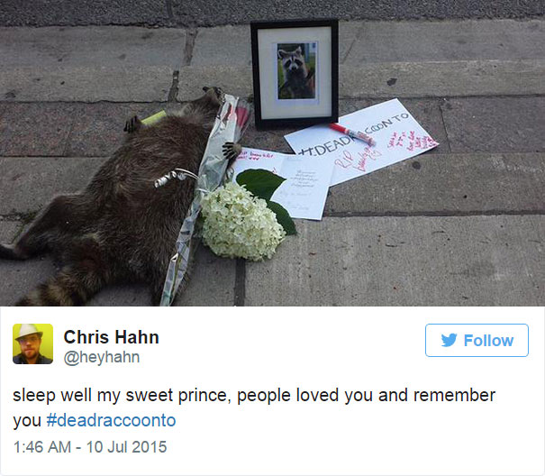 mapache-muerto-homenaje-luto-deadraccoonto (5)
