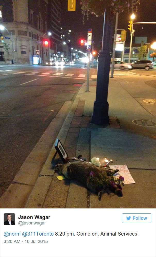 mapache-muerto-homenaje-luto-deadraccoonto (7)