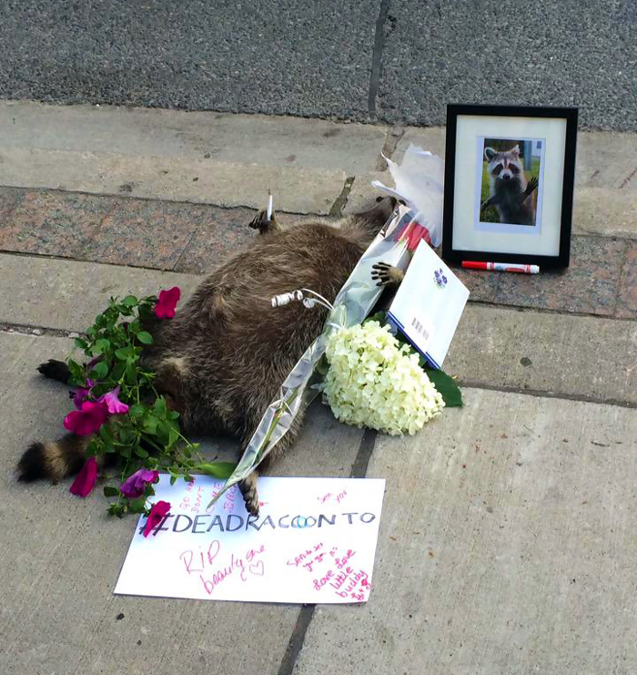 Homenaje en Toronto a un mapache muerto tras olvidar las autoridades recogerlo por más de 12 horas