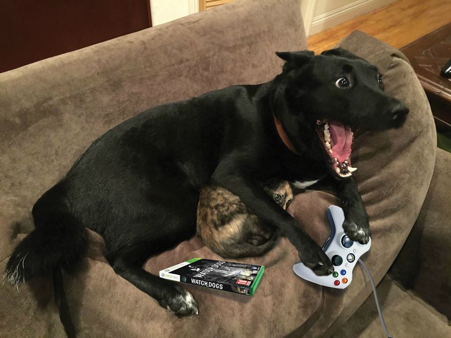 meme-internet-perro-emocionado-protegiendo-gato (12)