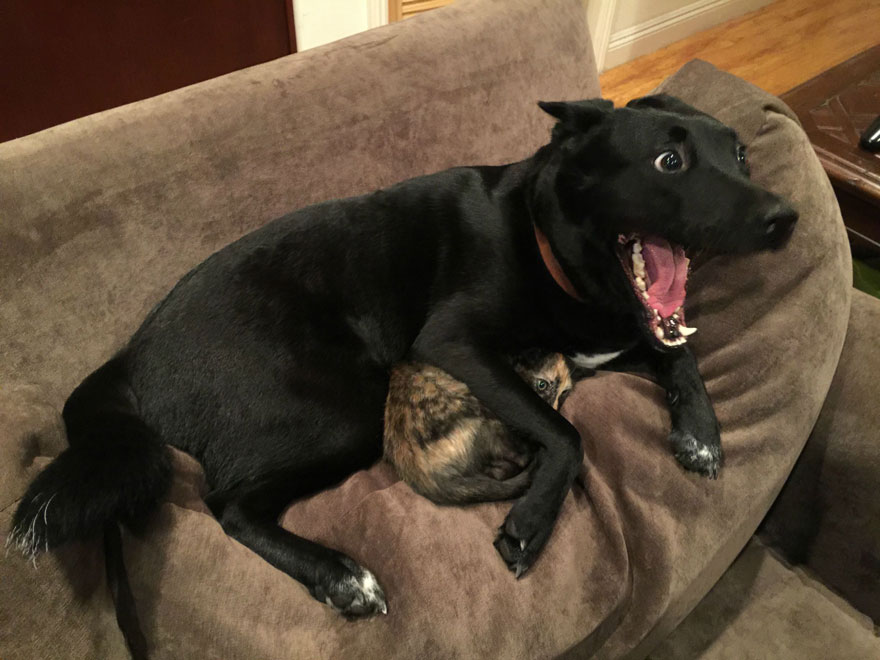 meme-internet-perro-emocionado-protegiendo-gato (15)