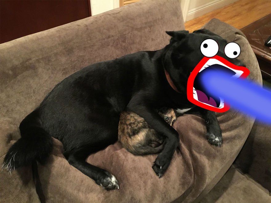 meme-internet-perro-emocionado-protegiendo-gato (7)