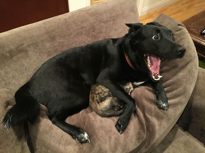 Este perro protegió a un gato durante una tormenta, y esto es lo que hizo internet con él