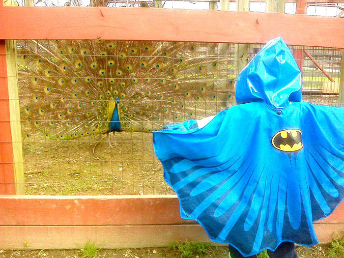 nino-chubasquero-batman-desafio-pavo-real