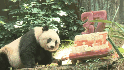 panda-jia-jia-37-anos-record-guinness (1)