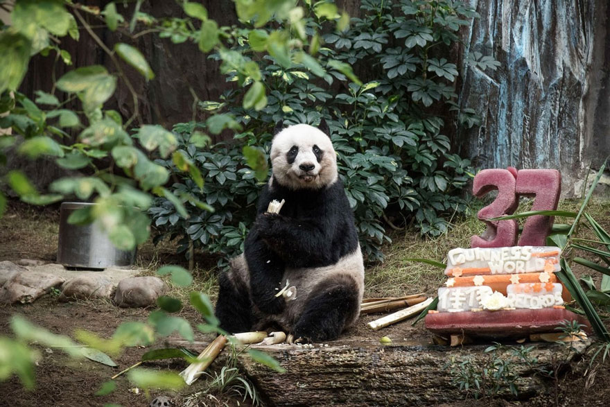 panda-jia-jia-37-anos-record-guinness (1)