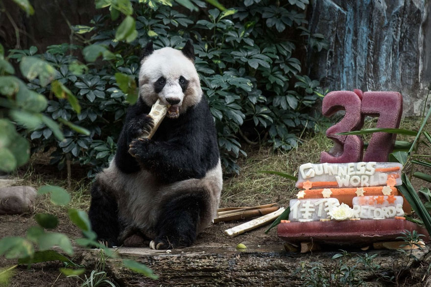 panda-jia-jia-37-anos-record-guinness (2)