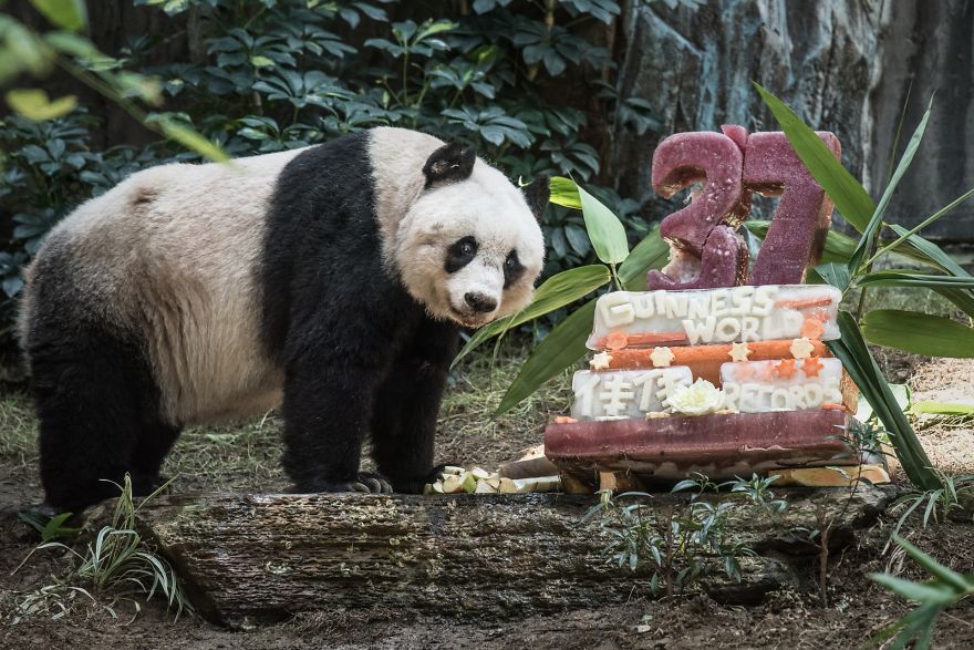 panda-jia-jia-37-anos-record-guinness (3)