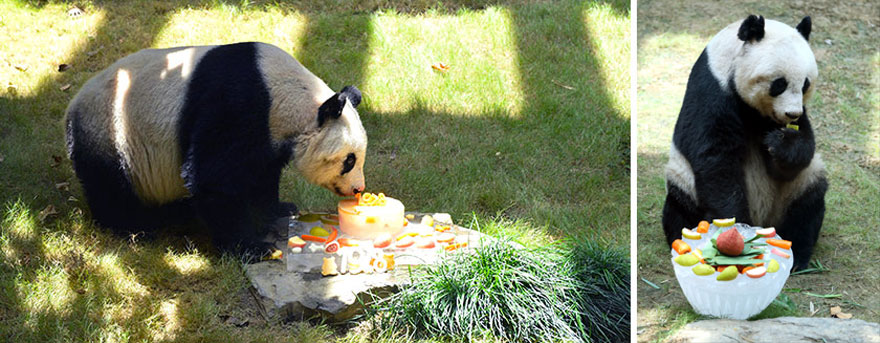 panda-jia-jia-37-anos-record-guinness (4)