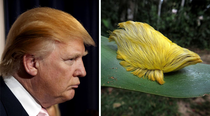 parecidos-razonables-donald-trump (1)