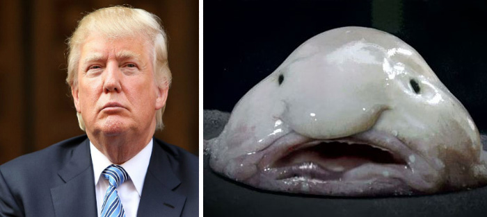 parecidos-razonables-donald-trump (10)
