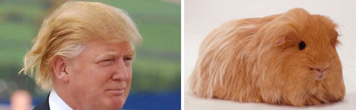 parecidos-razonables-donald-trump (11)