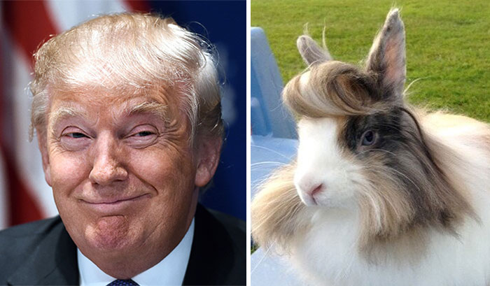 parecidos-razonables-donald-trump (13)