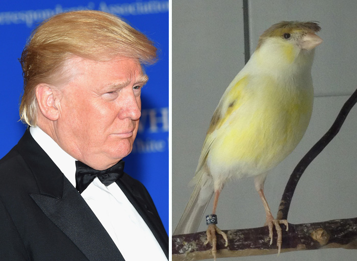 parecidos-razonables-donald-trump (3)