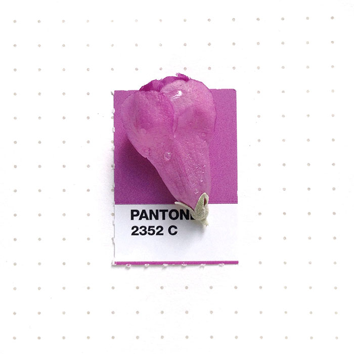 parejas-objetos-cotidianos-muestras-color-pantone-pms-inka-mathews (14)