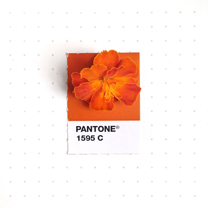 parejas-objetos-cotidianos-muestras-color-pantone-pms-inka-mathews (18)