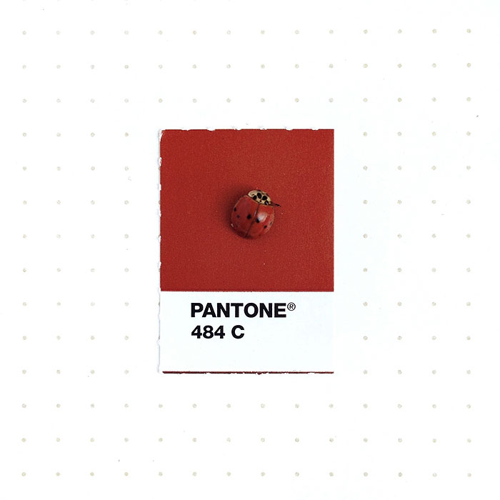 parejas-objetos-cotidianos-muestras-color-pantone-pms-inka-mathews (4)