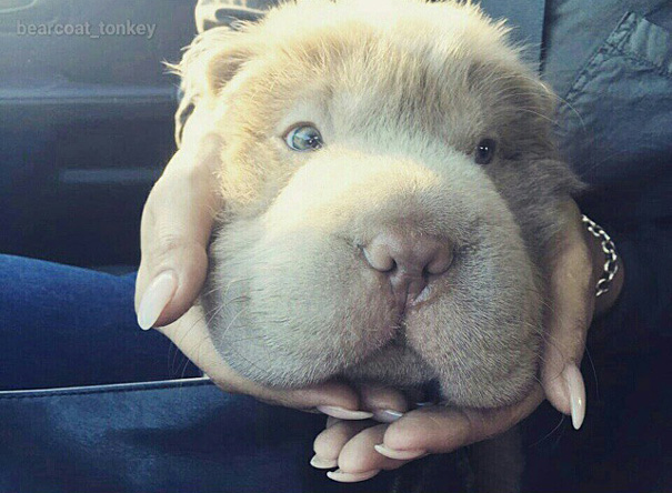 perro-adorable-sharpei-parecido-oso-tonkey (10)