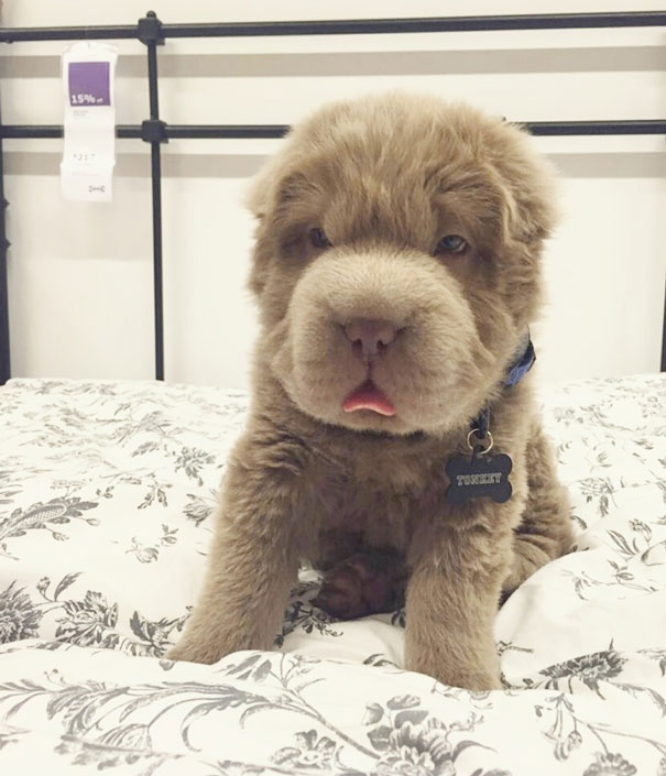 perro-adorable-sharpei-parecido-oso-tonkey (2)