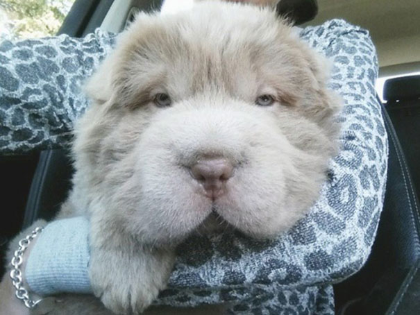 perro-adorable-sharpei-parecido-oso-tonkey (3)