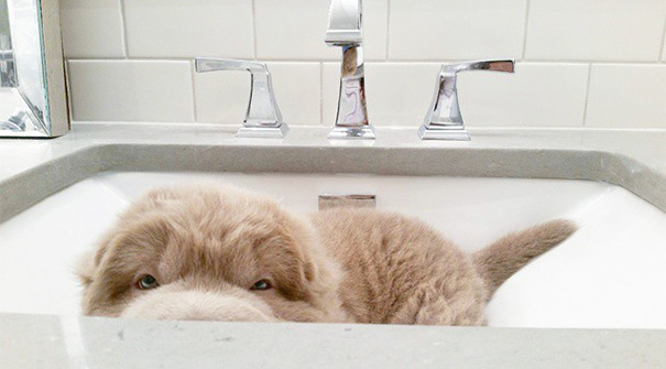 perro-adorable-sharpei-parecido-oso-tonkey (5)