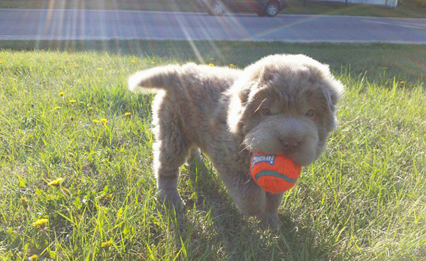 perro-adorable-sharpei-parecido-oso-tonkey (6)