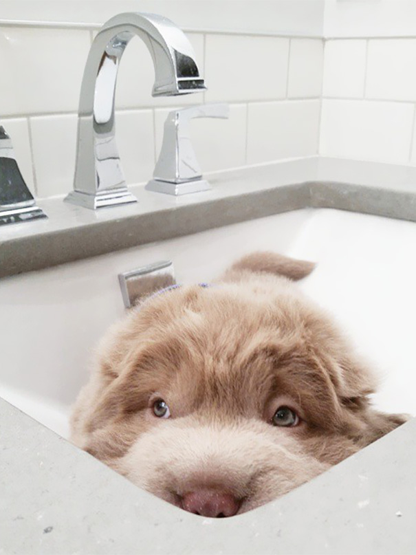 perro-adorable-sharpei-parecido-oso-tonkey (7)