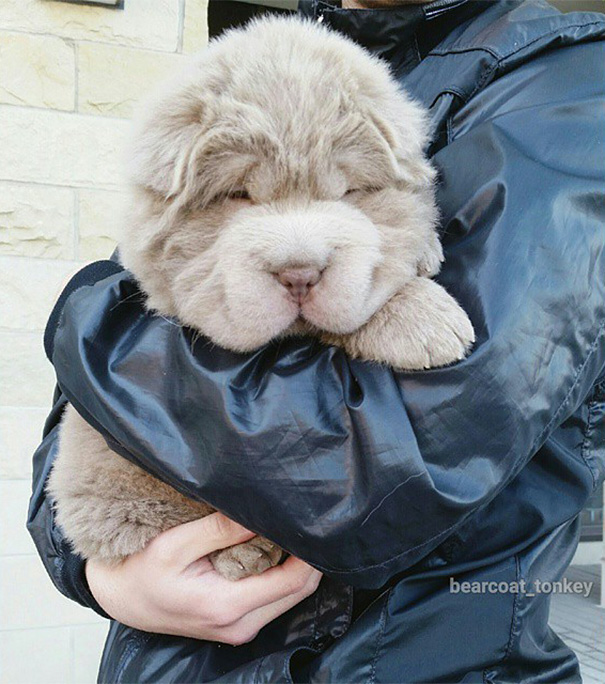 perro-adorable-sharpei-parecido-oso-tonkey (8)
