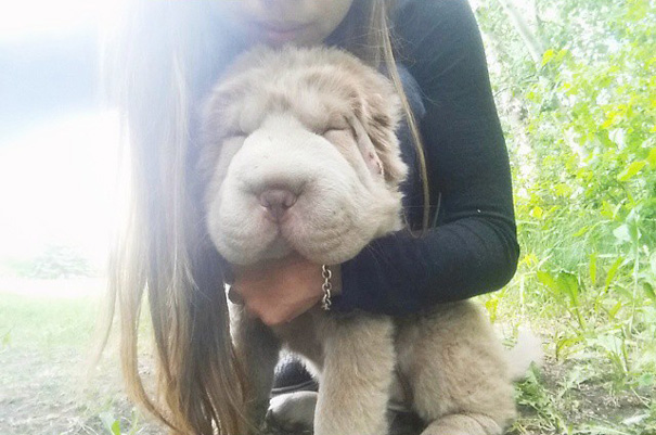 perro-adorable-sharpei-parecido-oso-tonkey (9)