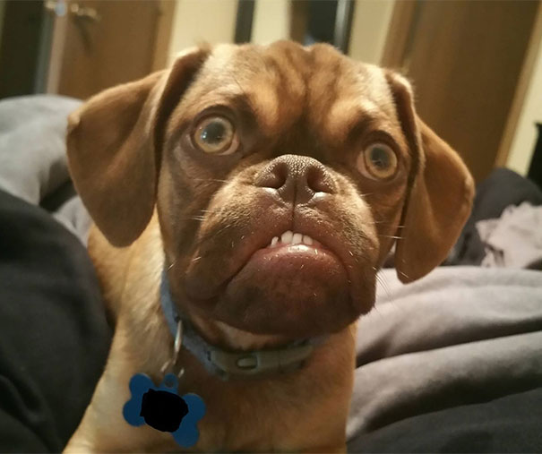 perro-grunon-earl-puggle-meme (1)